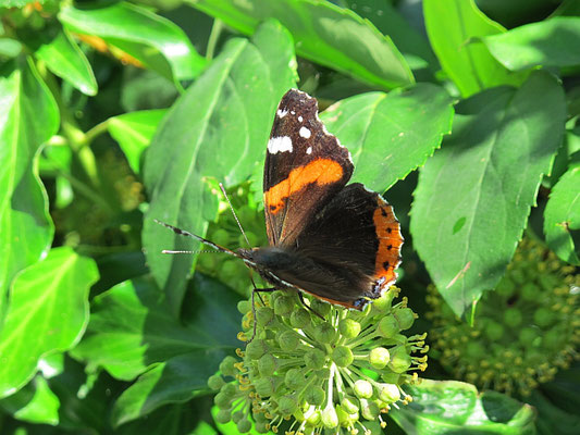 Wasserburg (Bodensee): Schmetterling