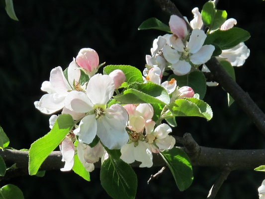 Eigener Garten: Apfelbaum (Apfelblüten)