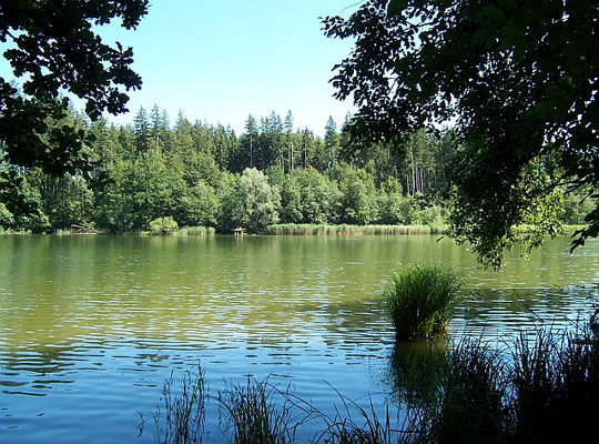 Buxheim: Waldweiher (Weide)