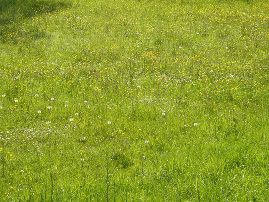 HOTI Garten- und Landschaftsbau, Gelnhausen, Hanau, Fulda