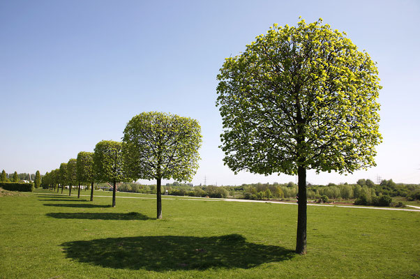 HOTI Garten- und Landschaftsbau, Gelnhausen, Hanau, Fulda
