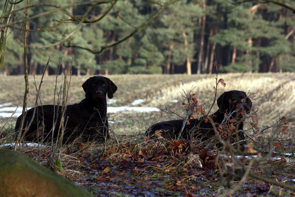 Aika und Lorbas abgelegt 