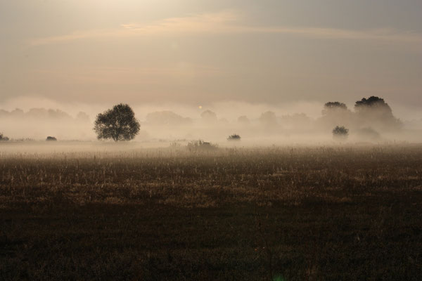 Morgennebel kann auch schön sein 