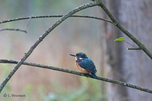 Eisvogel, Längmoos