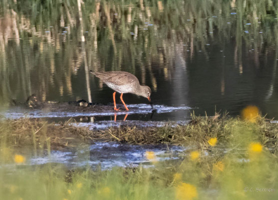 Rotschenkel, Biberteich Dittligsee