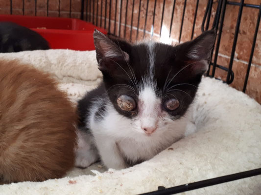 Kittenrettung 18 Notfellchenseite Des Vereins Sieben Katzenleben E V Kittenrettung 18 Notfellchenseite Des Vereins Sieben Katzenleben E V