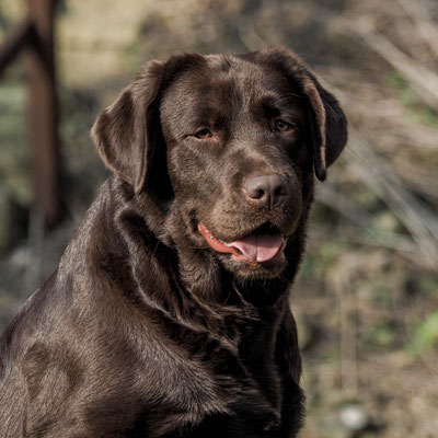 Dark chocolate labrador sale