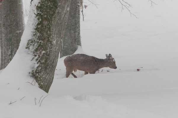Im Winter komme die Rehe bis ans Haus.