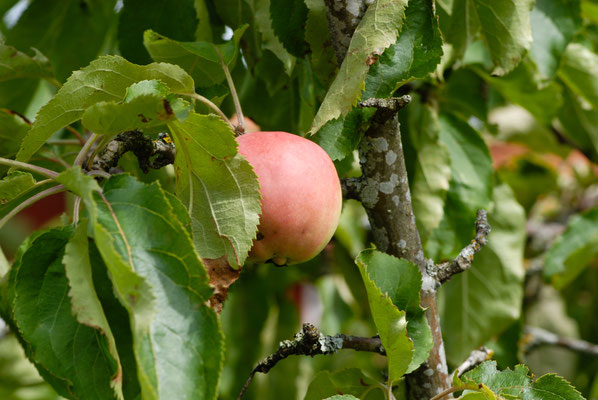 Obst aus unserem Garten