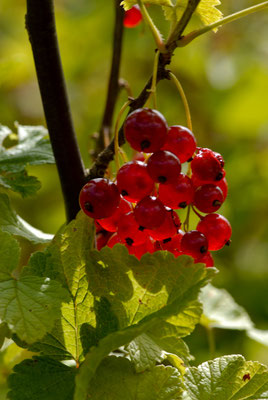 Johannisbeeren aus dem Garten
