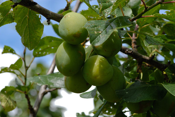 Frische Früchte