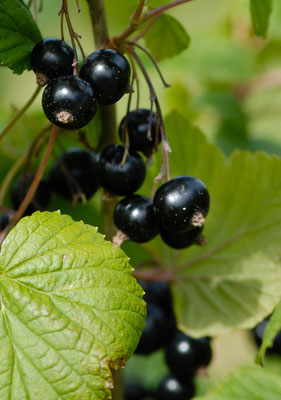 Blaubeeren im Garten