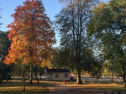 Herbstlaub 2