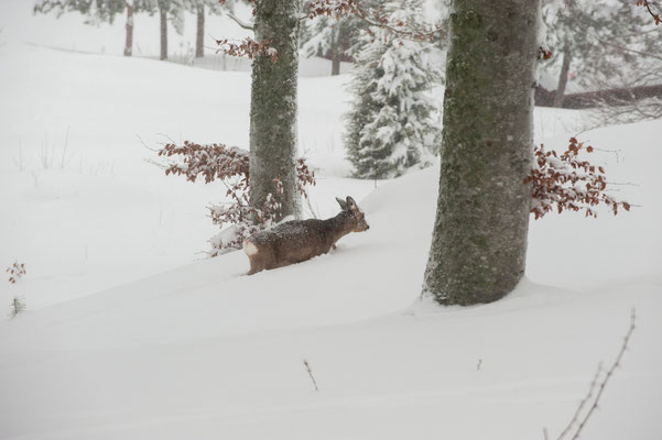 Im Winter komme die Rehe bis ans Haus.