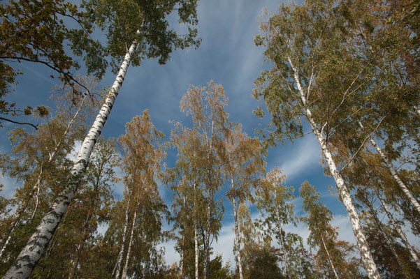 Birkenwald
