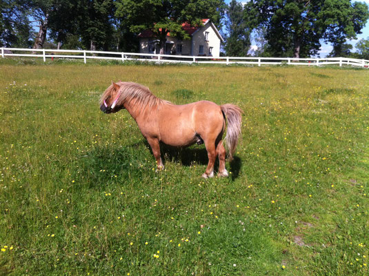 Unser Pony auf der Weide