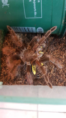 P. Muticus