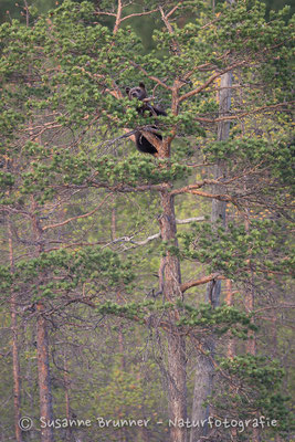 Europäischer Braunbär (Ursus arctos arctos), Finnland 2016