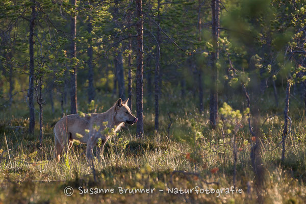 Wolf (Canis lupus), Finnland 2016