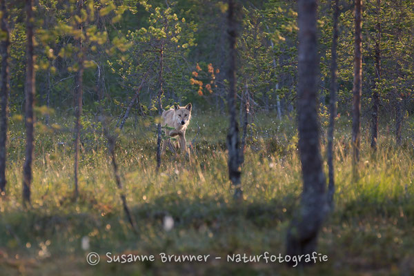 Wolf (Canis lupus), Finnland 2016