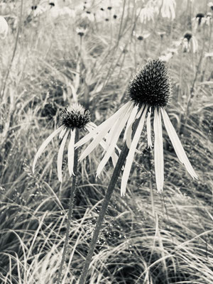 Schwarz-Weiss-Fotografie Echinacea, Unterengadin_© by Evelyne Ziegler – Fotodruck erhältlich auf Hahnemühle Fineart-Papier 32 x 24 cm
