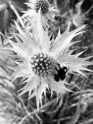 Schwarz-Weiss-Fotografie Distel mit Biene, Unterengadin_© by Evelyne Ziegler – Fotodruck erhältlich auf Hahnemühle Fineart-Papier 32 x 24 cm