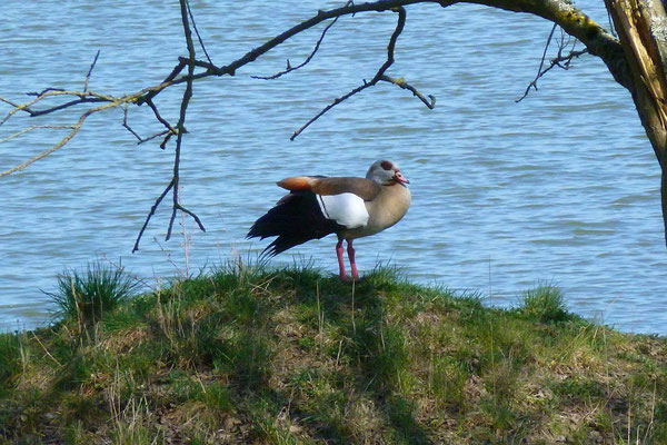 Nilgans am Aartalsee bei Gladenbach (Foto © Renate Fachinger)