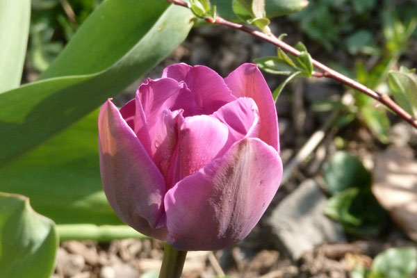 Tulpe im Vorgarten (Foto © Renate Fachinger)