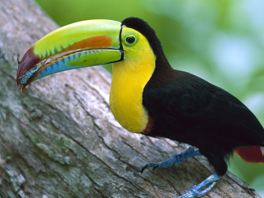 Toucan du Panama
