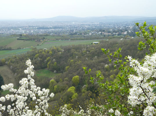 IV. Wienblick vom Leopoldsberg (15.04.2018)