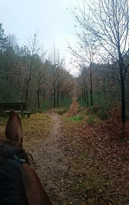 Kaapse Bossen - Doorn