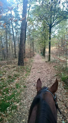 Boswachterij Elst