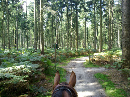 Lage Vuursche