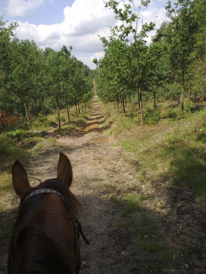 Doorn - Kaapse Bossen