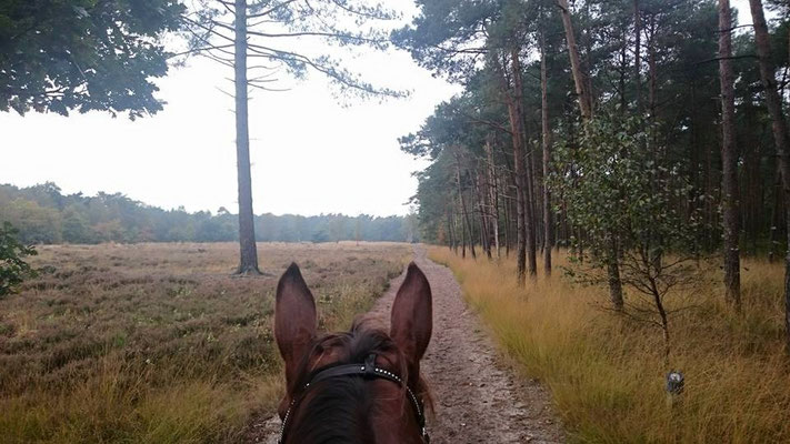 Boswachterij Austerlitz
