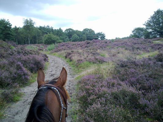 De Stulp - Lage Vuursche