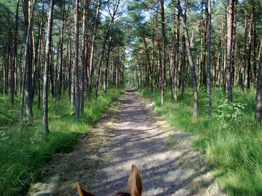 Boswachterij Austerlitz