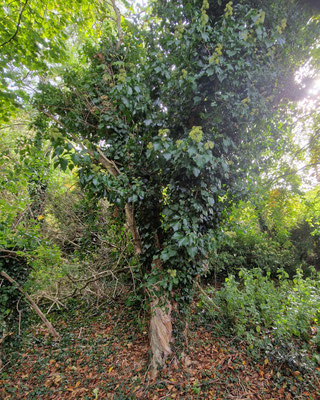 A hazel? covered in ivy