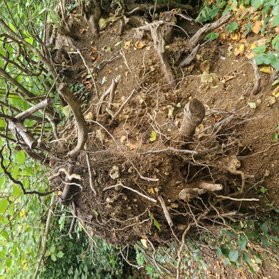 MWO3 - Fallen Hazel blocking path