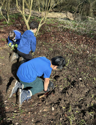 Planting bluebells