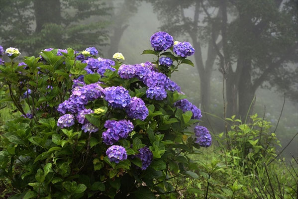 美ノ山紫陽花