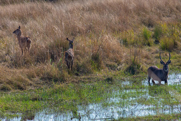 Mudumu NP