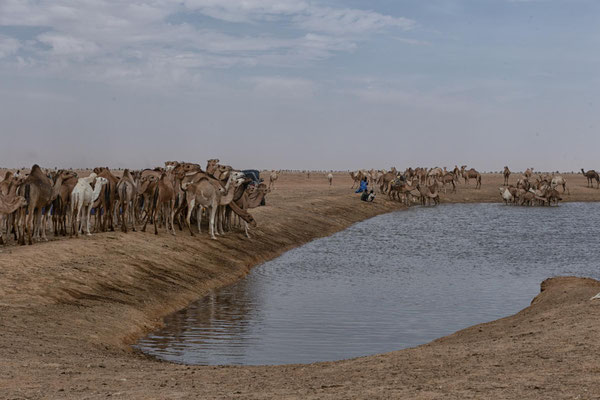Dromedartränke bei Al Asma
