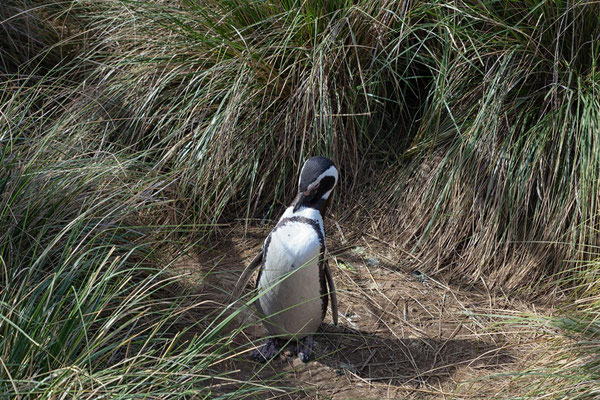 Magellan-Pinguine am Cabo Dos Bahias