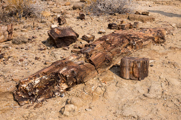 Petrified Forest