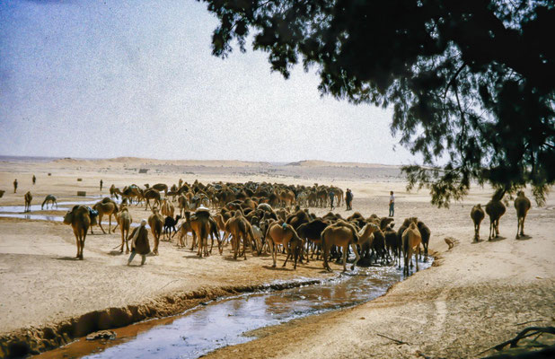 Dromedarherde in Ksar Ghilane