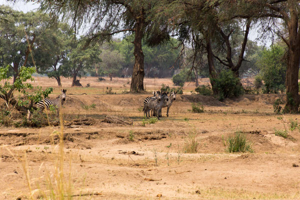 im Lower Zambezi NP