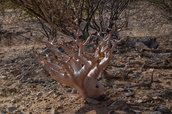 Baby-Baobab