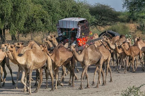 Fulbe-Nomanden auf dem Weg nach Süden