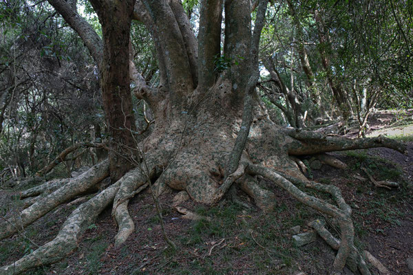 Bosques Ombués